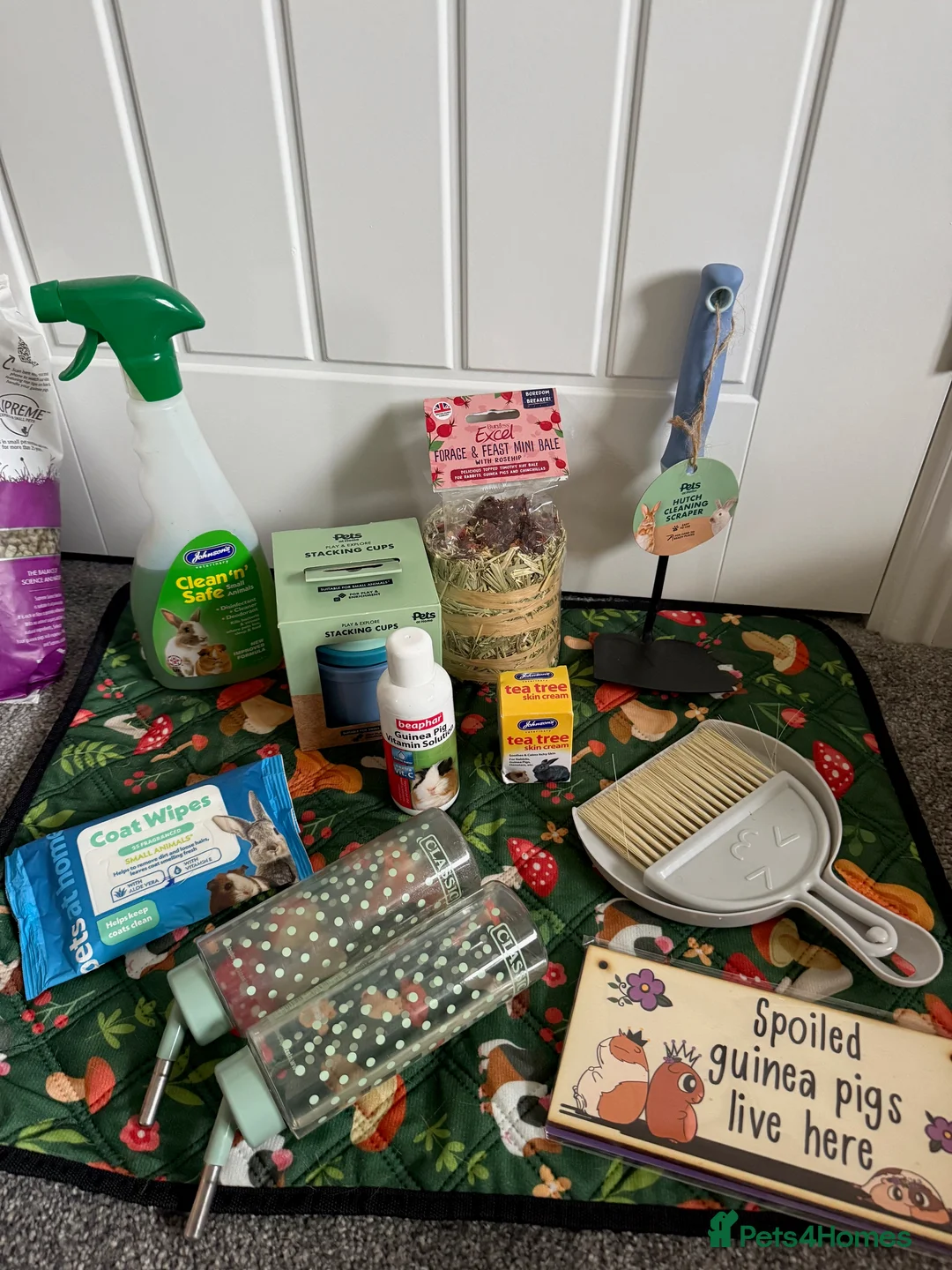 Guinea Pig rodents for sale: 2 Pure Bred Male Guinea Pigs in Wrexham - Advert 17