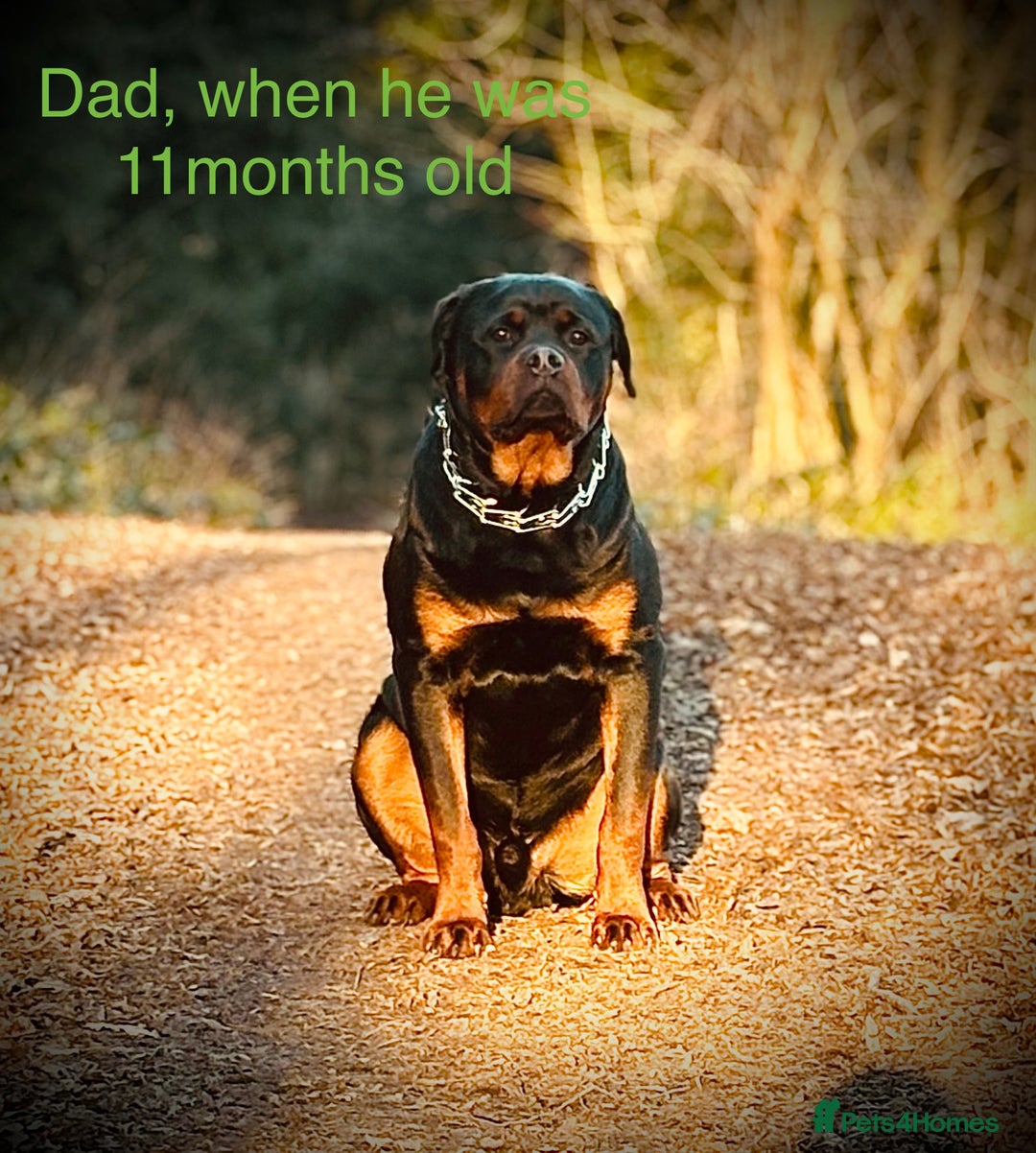 Rottweiler dogs for sale: **7 Pure Breed Rottweiler puppies** - Advert 5