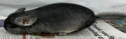Chinchilla rodents for sale: Sophie, beautiful chunky Standard girl. Super tame - Advert 5