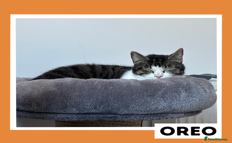 Mixed Breed cats - Advert 7