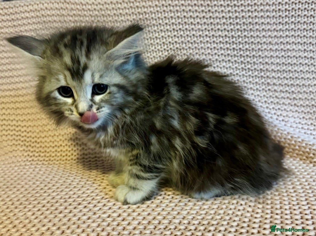 Maine Coon cats for sale: Maine Coon Bengal Cross - Advert 4