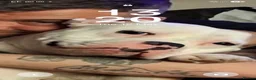 American Bulldog dogs for sale: Apollo American bull dog 2 years old  in Hartlepool - Advert 5