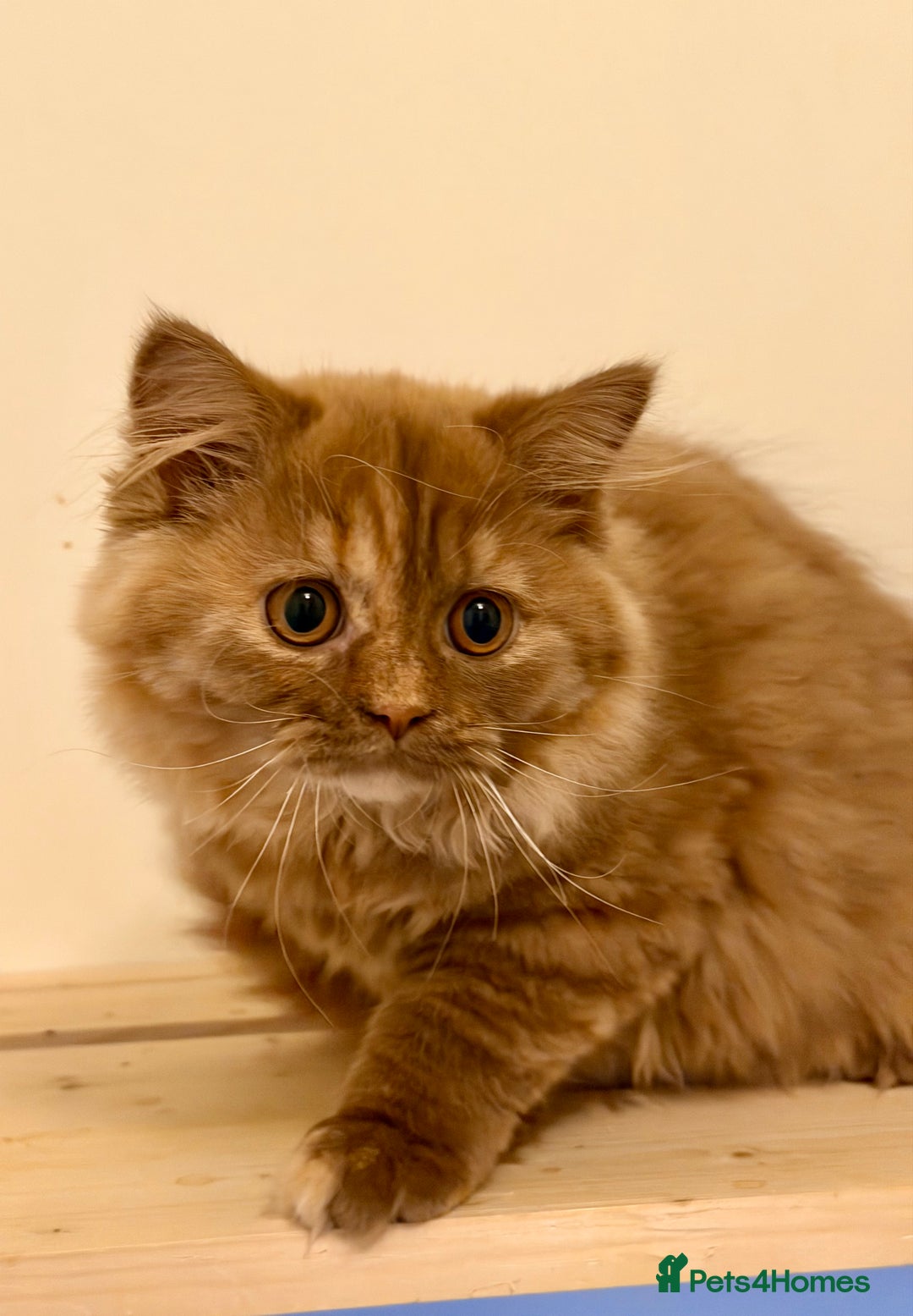 British Longhair cats for sale: Champion line kittens with excellent pedigrees - Advert 18