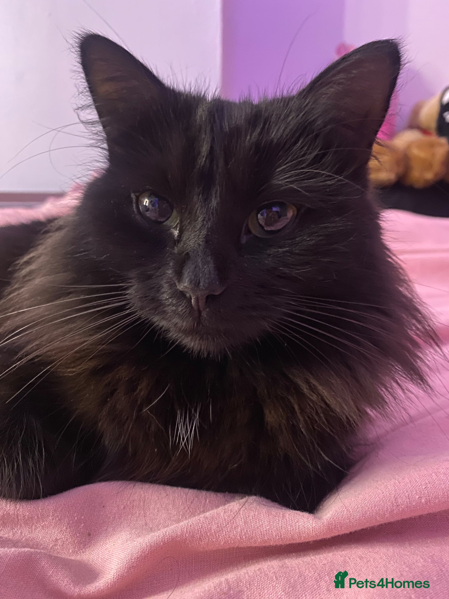 Mixed Breed cats for sale: Tuxedo kittens looking for their forever homes  - Advert 9