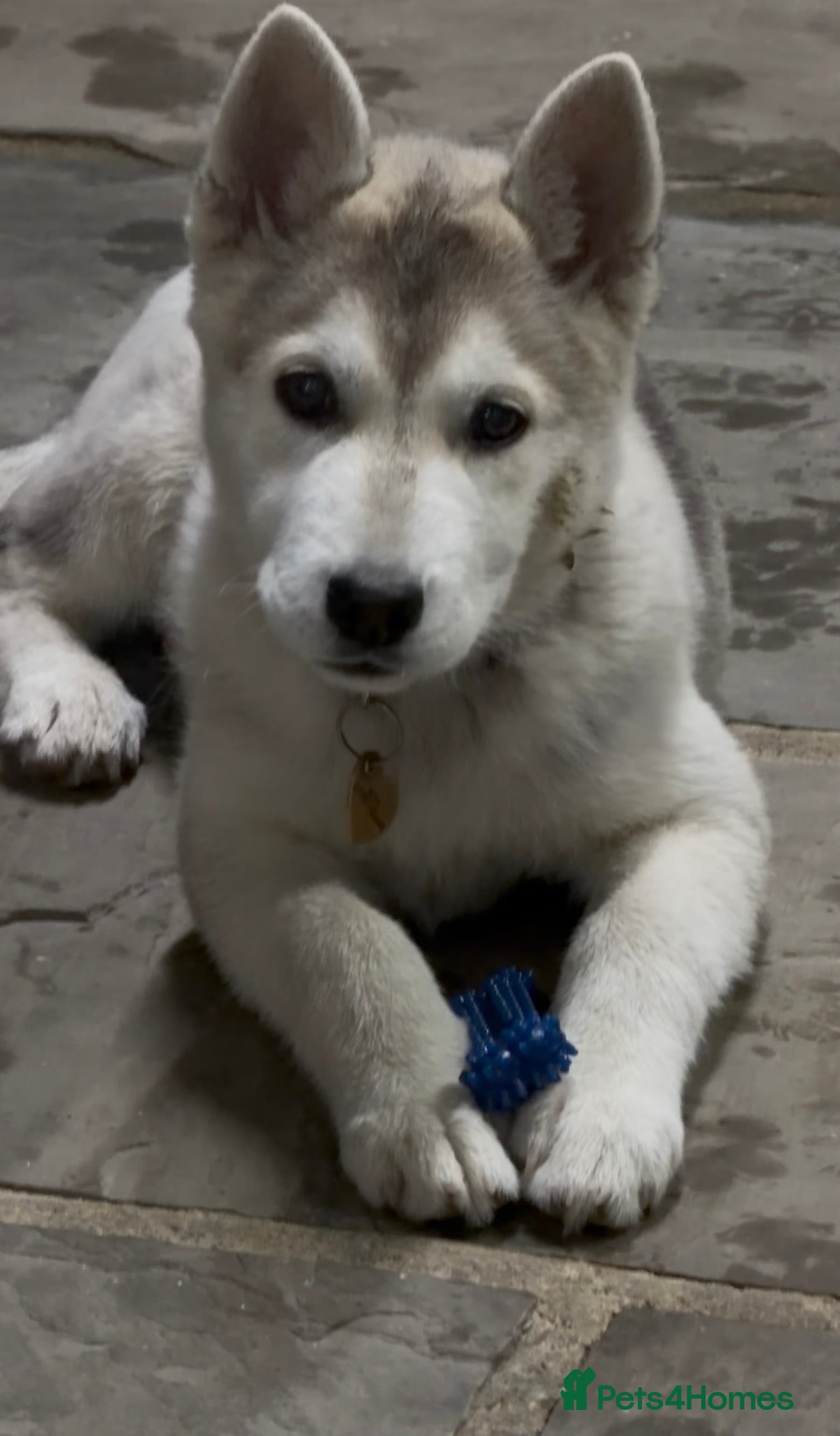 Shepsky dogs Husky - Advert 1