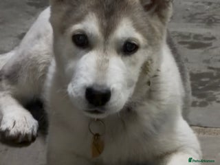 Shepsky dogs Husky - Advert 6