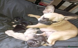 French Bulldog dogs for sale: Female French bulldog puppies  - Image 3