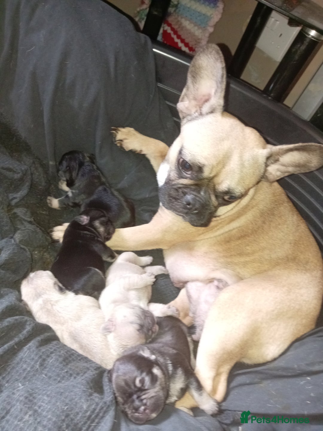 French Bulldog dogs for sale: Female French bulldog puppies  - Image 3