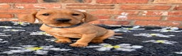 Mixed Breed dogs for sale: Stunning quality Vizslador puppies  - Advert 19