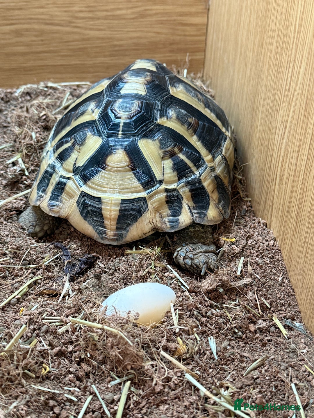 Hermann Tortoise reptiles for sale: Female Hermanns Tortoise - Image 5