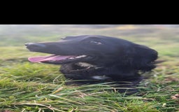 Cocker Spaniel dogs for sale: Cocker Spaniel Puppies  - Image 5