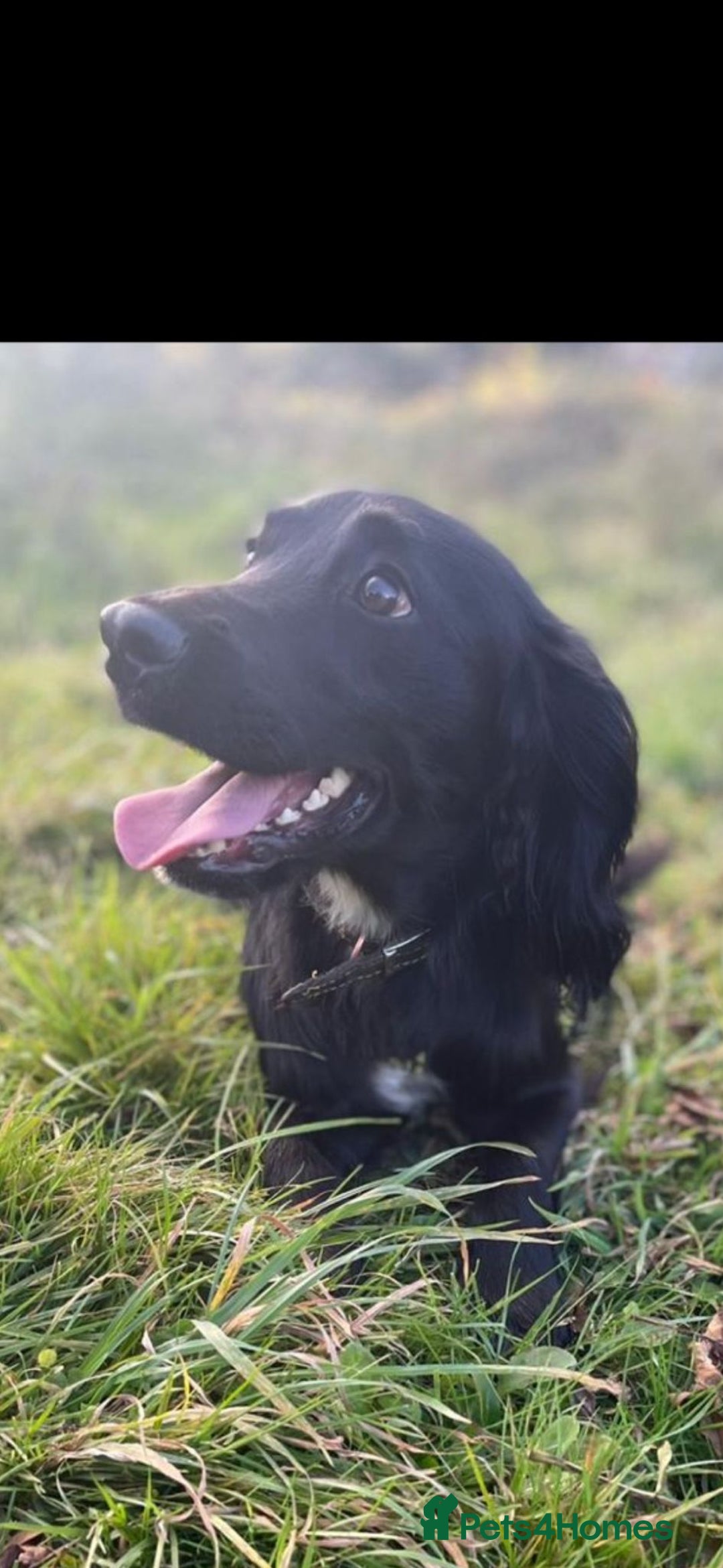 Cocker Spaniel dogs for sale: Cocker Spaniel Puppies  - Image 5