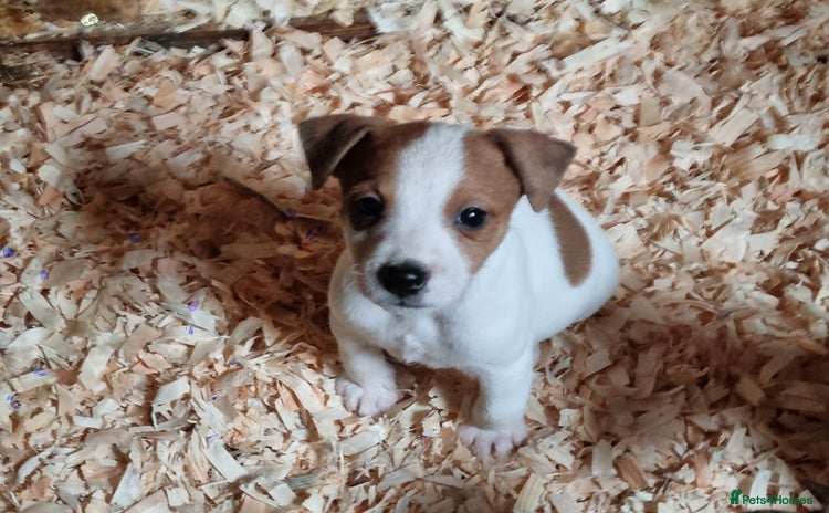 Jack Russell dogs - Advert 3