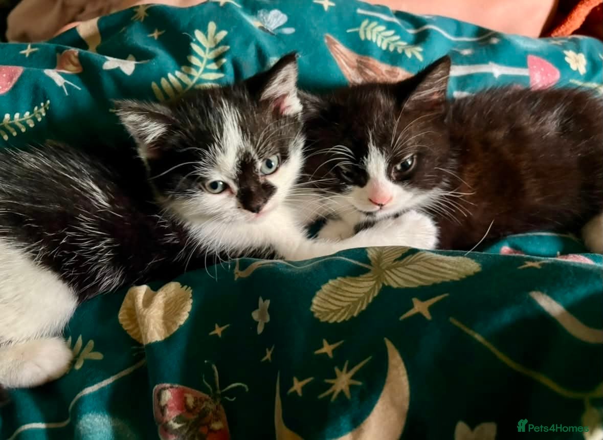 Mixed Breed cats for sale: Kittens for sale - Advert 2