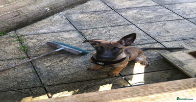Belgian Shepherd Dog dogs - Advert 16