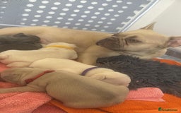French Bulldog dogs for sale: Stunning platinum and lilac fawn boys and girls - Image 19