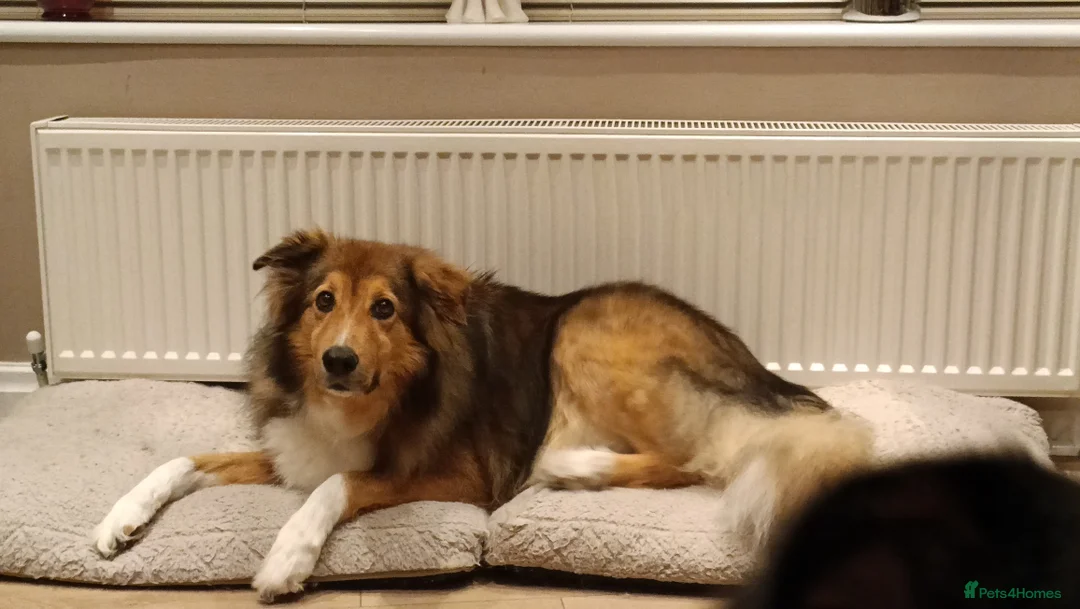 Mixed Breed dogs for sale: Beautiful Rough collie cross - Advert 2