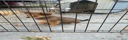 Pomchi dogs for sale: 1 Male Pomeranian / Chihuahua  - Advert 3
