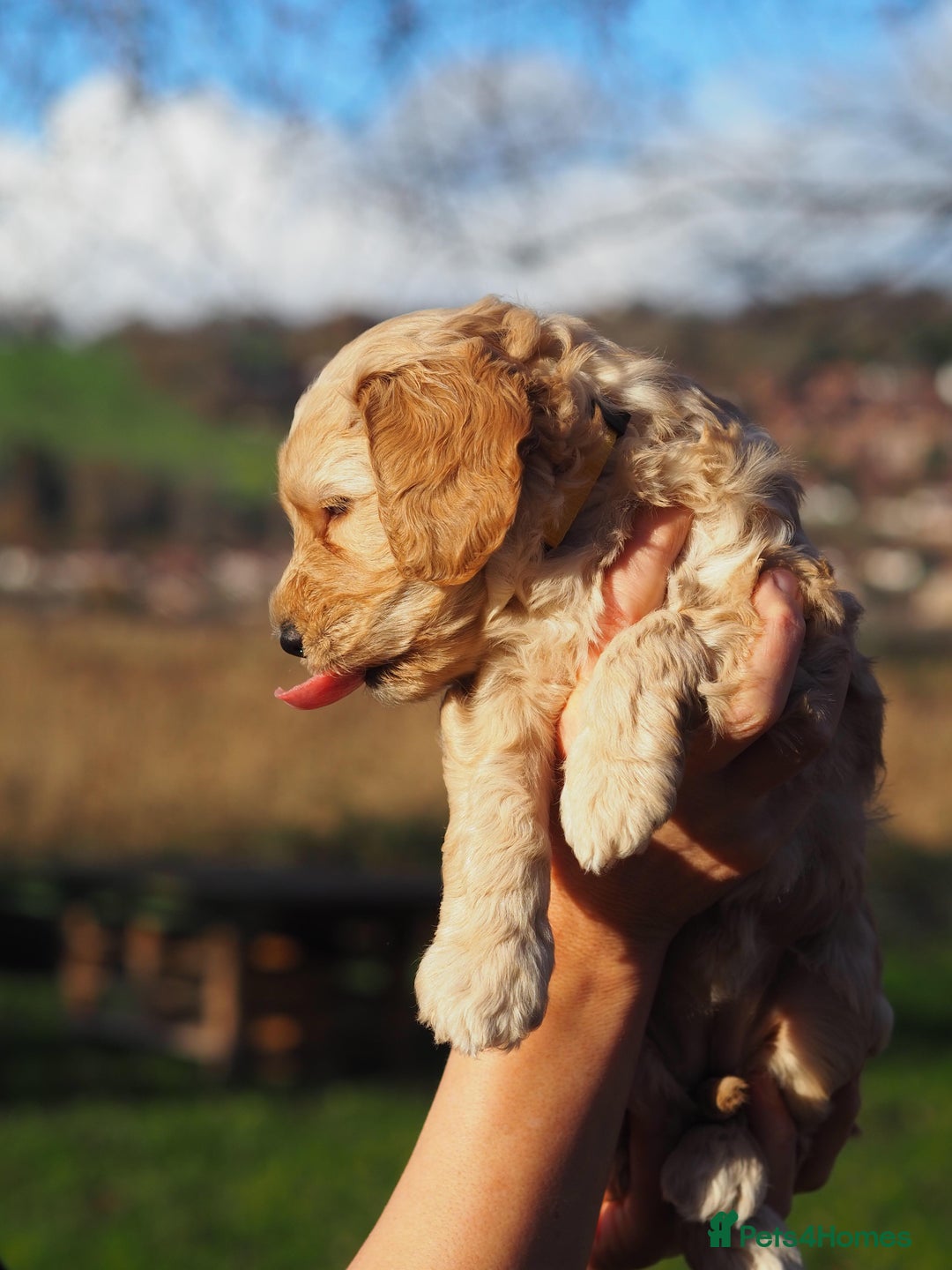 Australian Labradoodle dogs for sale: 5 Australian Labradoodle girls - Advert 16