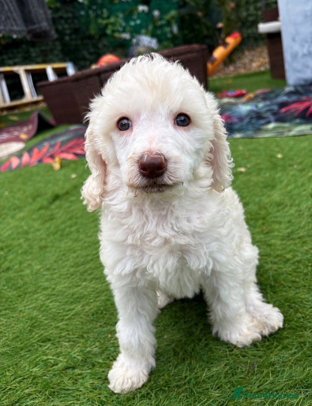 Poodle dogs Standard  poodles different colours boys & girls - Advert 1