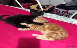 Domestic Shorthair cats for sale: Gorgeous kittens, ready now - Advert 8