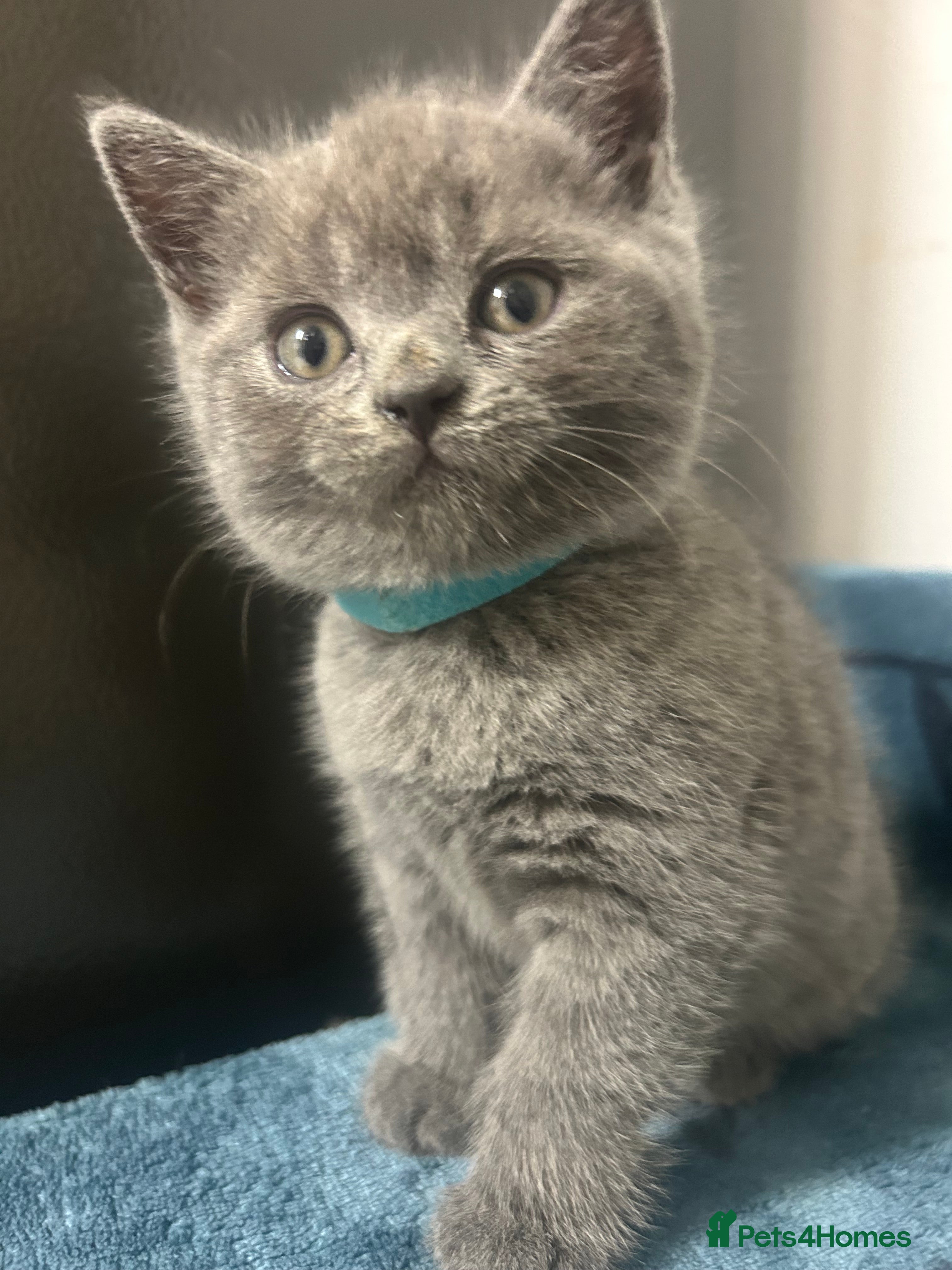 British Shorthair cats  British Shorthair Kittens – Ready Feb 2026 🐾 - Advert 4