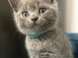 British Shorthair cats British Shorthair Kittens – Ready Feb 2026 🐾 - Advert 5