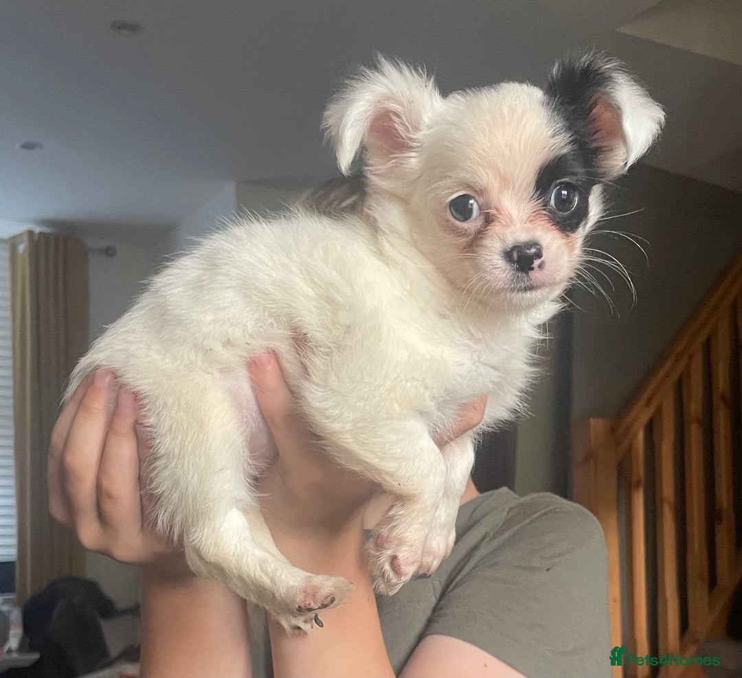Chihuahua dogs for sale: Chihuahua female puppies - Image 12