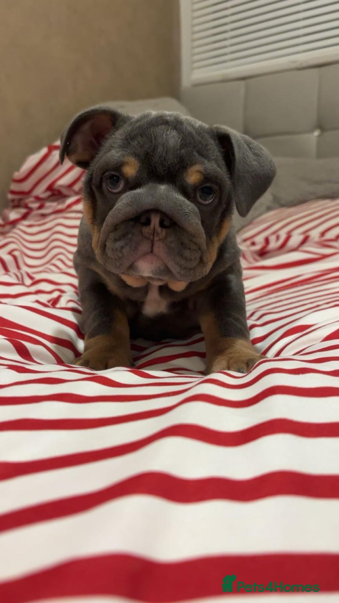 English Bulldog dogs for sale: *REDUCED* Blue & Tan English Bulldog Female - Advert 1