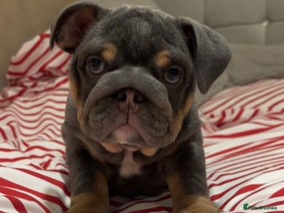 English Bulldog dogs Ready to Leave Blue & Tan English Bulldog Female - Advert 1