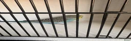 Budgerigars birds for sale: Mixed aged budgies in Leicester - Advert 7