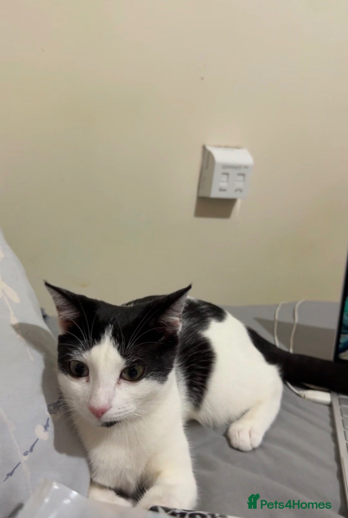 Domestic Shorthair cats Rani  - Advert 15