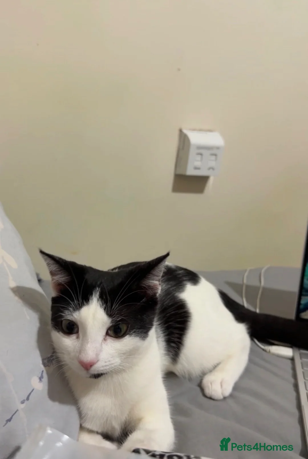 Domestic Shorthair cats for sale: Rani  in Hounslow - Advert 1