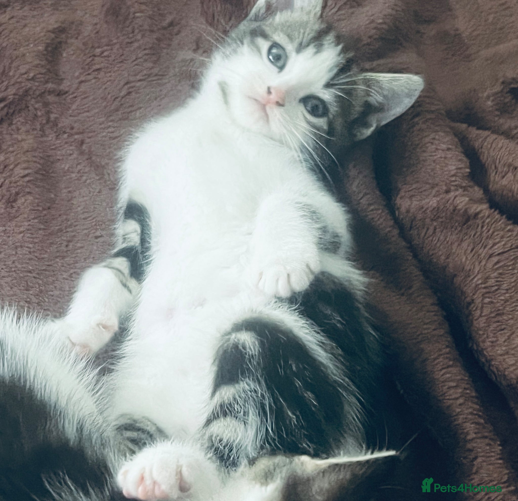 Mixed Breed cats 💕Beautiful kittens looking for loving homes💕 - Advert 3