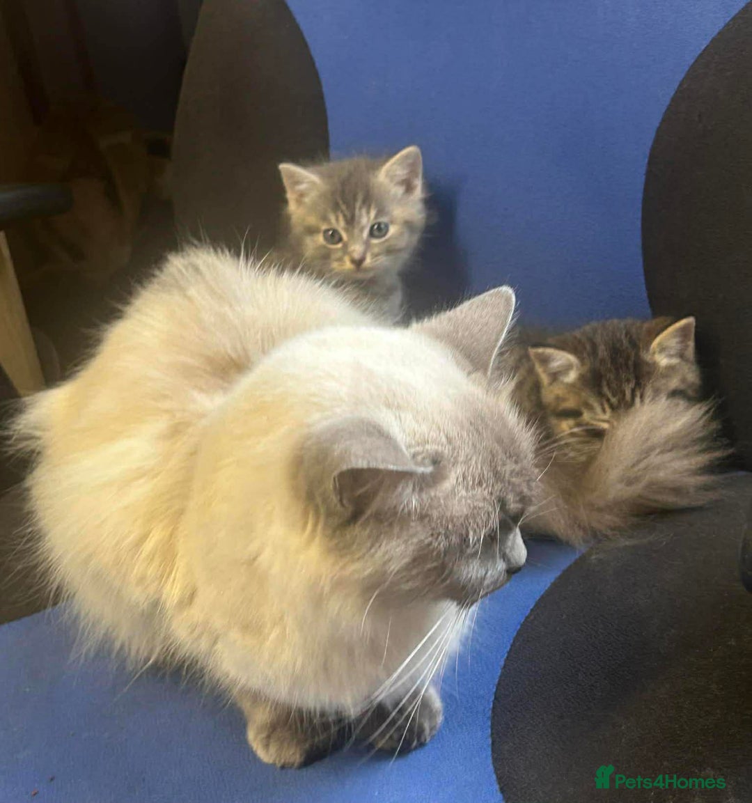 Ragdoll cats for sale: Ragdoll British Blue x beautiful furbabies - Advert 6