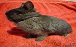 Netherland Dwarf rabbits for sale: Chocolate Netherland Dwarf Doe - Advert 2