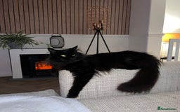Maine Coon cats for sale: 2 year old mainecoon FEMALE - Image 5