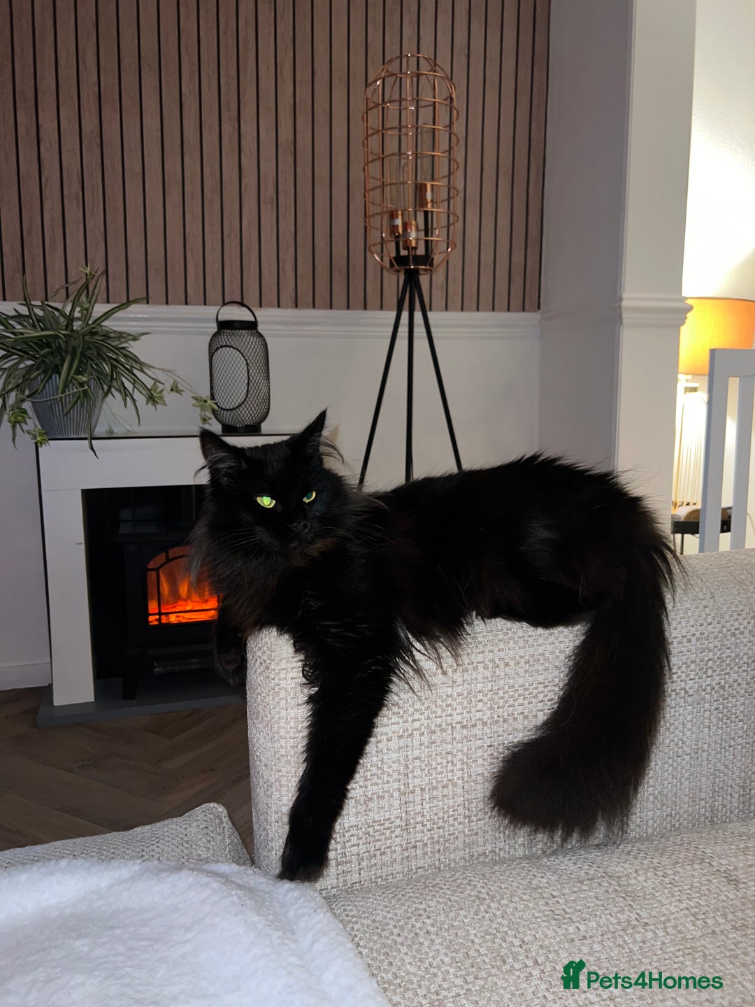 Maine Coon cats for sale: 2 year old mainecoon FEMALE - Image 5