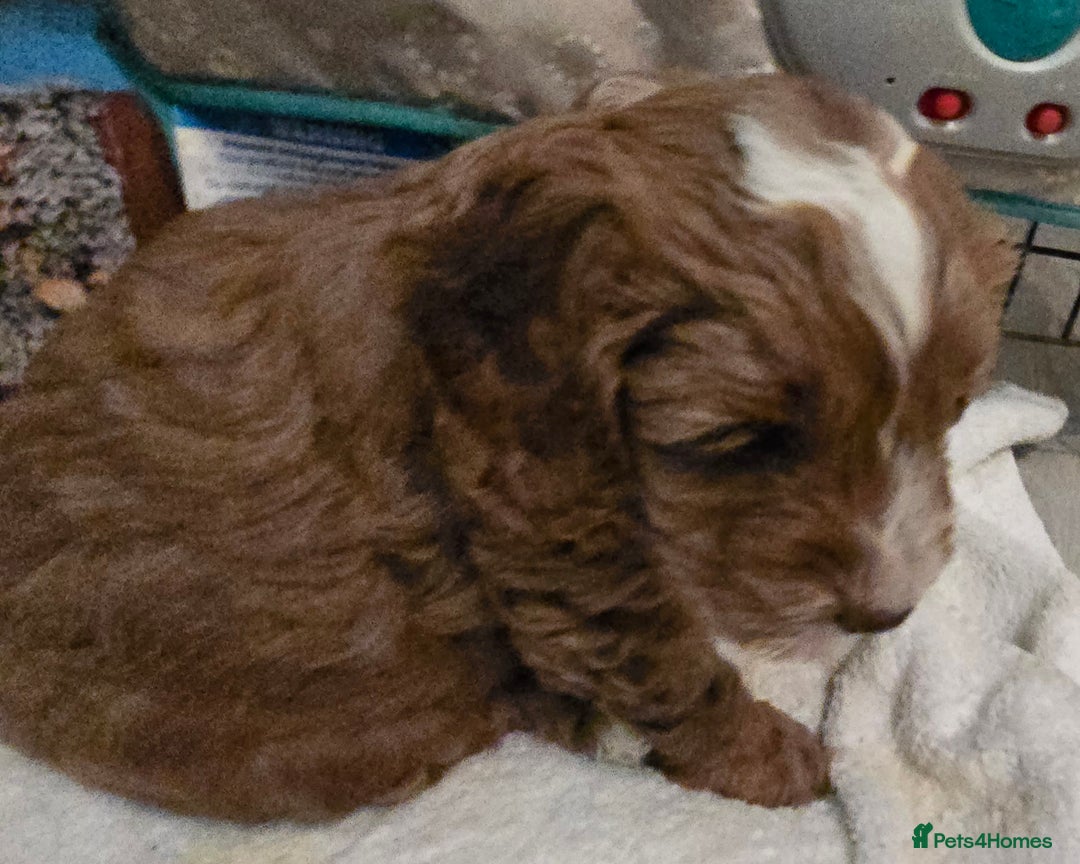 Cavapoo dogs for sale: Teddy bear cavapoo  - Advert 7