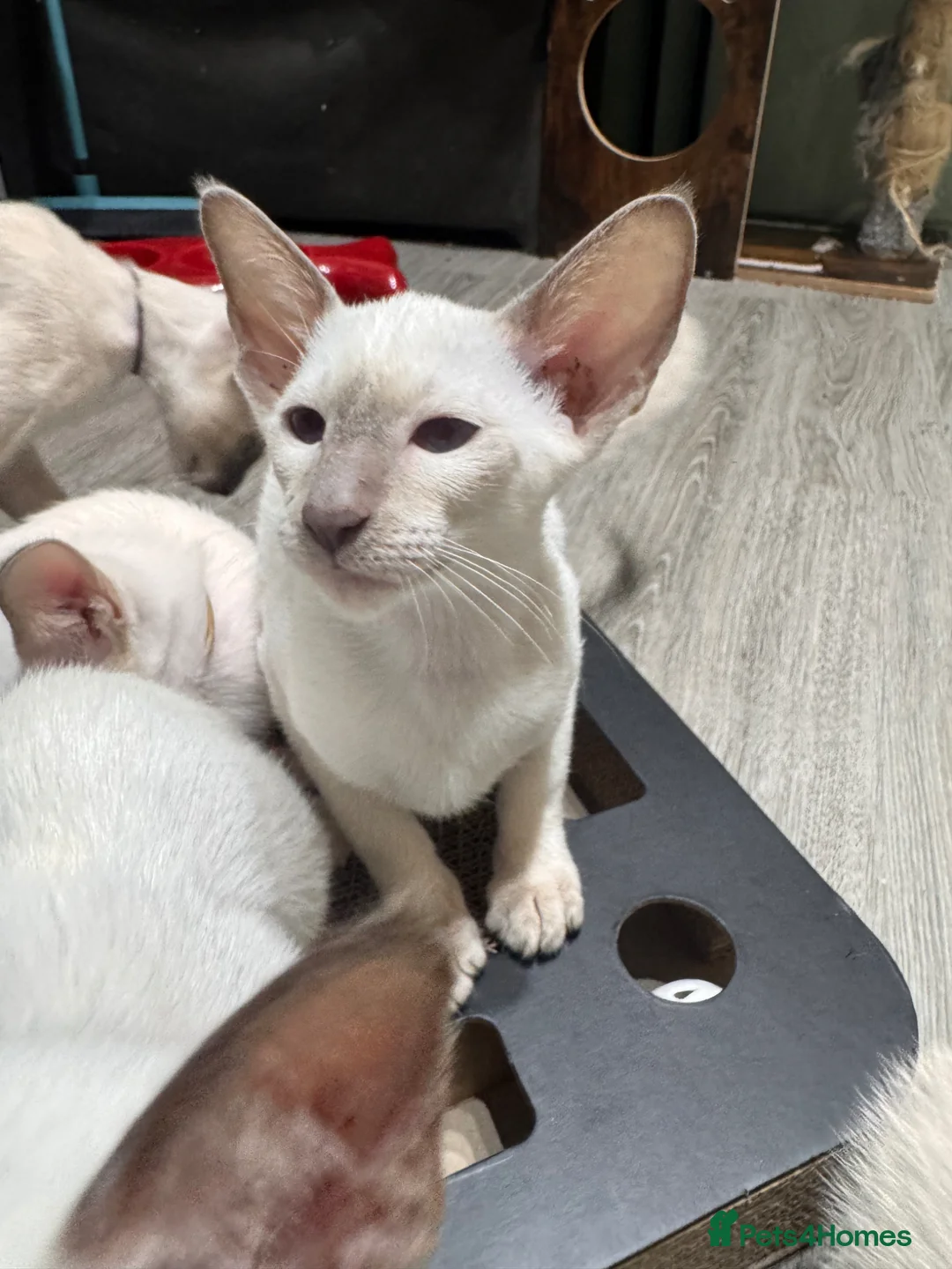 Siamese cats for sale: 1 lilac Siamese girl available ready now  - Advert 2