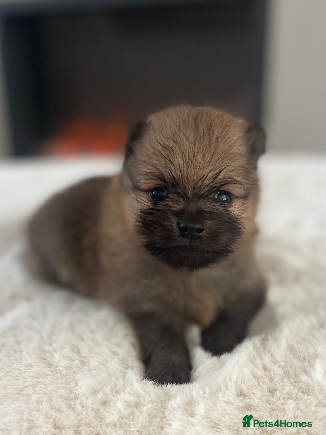 Pomeranian dogs for sale: Pomeranian puppy’s orange sable 🧡🍊🐾 - Image 2