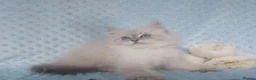 Siberian cats for sale: GCCF Registered Siberian Kitten For Sale  - Advert 8