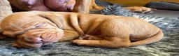 Hungarian Vizsla dogs for sale: Litter of stunning Vizslas - Advert 10