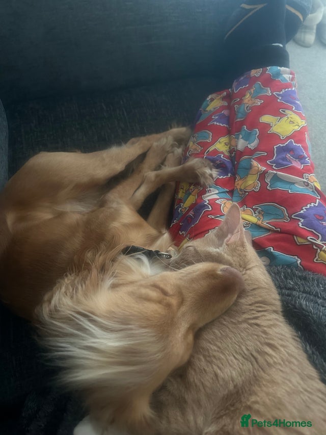 Cockapoo for sale (sandy) for sale in Borth | Pets4Homes