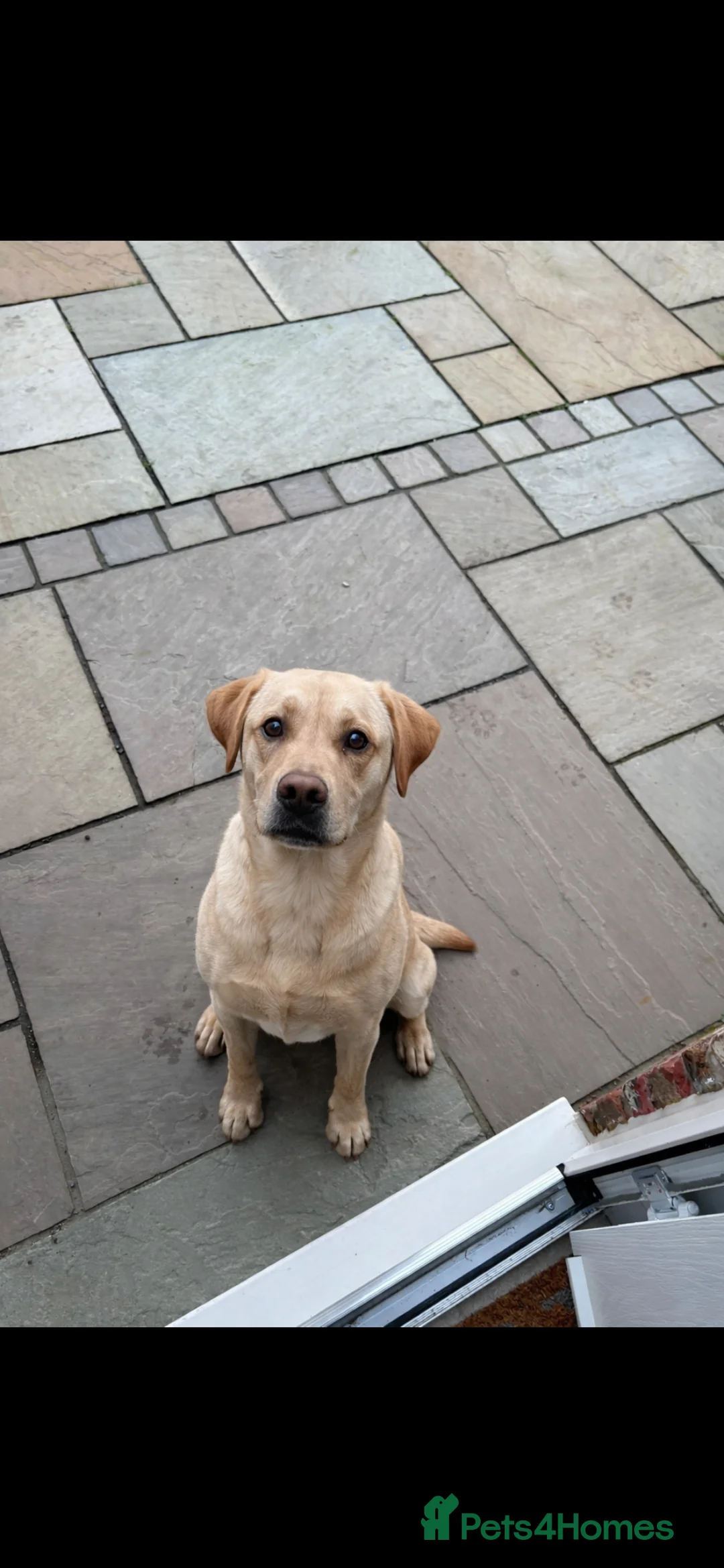 Labrador Retriever dogs for sale: Kc reg fox red lab puppies  - Advert 11