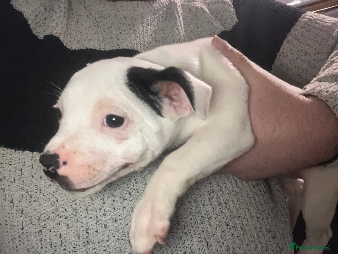 Staffordshire Bull Terrier dogs for sale: Two Staffordshire bull terrier puppies - Advert 4