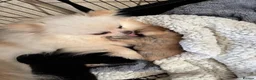 Pomeranian dogs for sale: Ready for Triple the Fluff! Our Pomeranian Trio  - Advert 8