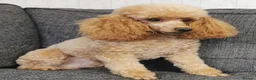 Toy Poodle dogs for sale: Quality KC Genetically health tested toy poodles  - Advert 11