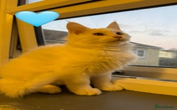 Maine Coon cats for sale: Large Maine coon kittens  - Advert 8