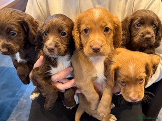 Cocker Spaniel dogs - Advert 1